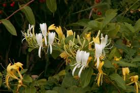 Image result for Caprifoliaceae