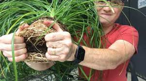 And despite the common name, this is not a palm that being said, keeping these plants wet for a long time will spell disaster and create rot. How To Repot Ponytail Palm 3 Critical Steps With Photos
