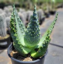 Image result for Aloe marlothii