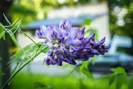 Image result for Wisteria