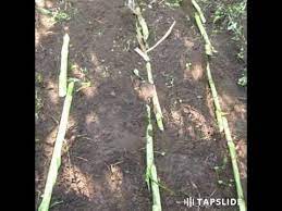 Como Sembrar Pasto Rodas Mas Rendimiento Youtube Sembrar Pasto Como Sembrar Siembras