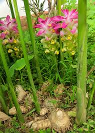 Turmeric White Curcuma Zedoaria Turmeric Plant Perennial Herbs Curcuma Plant