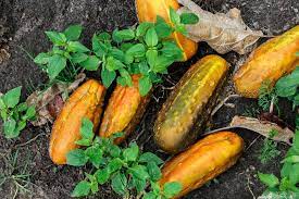 If uncontrolled, the problem can. Can You Eat Yellow Cucumber Depends On Cause