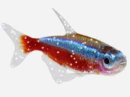 Maybe you would like to learn more about one of these? How To Treat White Spot In Aquarium Fish Pond Aquarium Problem Solver