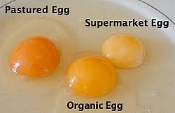 Arti 'telur organik' di kbbi adalah telur ayam negeri yang dikandangkan, diberi makanan organik yang bebas herbisida, fungisida, dan pupuk ayam. Info Pasal Telur Kenapa Ade Telur Murah Dan Ade Telur Mahal