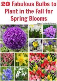 20 Fabulous Bulbs To Plant In The Fall For Spring Blooms When People Think Of Spring Flowers Daffodils And Hya Fall Bulb Planting Fall Plants Fall Landscaping