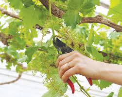 Image result for grape pruning