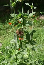 Image result for Vernonia nepetifolia