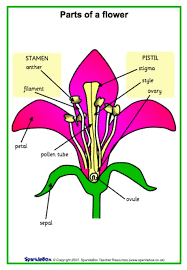 Click on the first link on a line below to go directly to a page where flamboyant is defined. Draw And Label The Longitudinal Section Of A Flamboyant Flower Shefalitayal