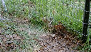 Foxes would fit right into a james bond movie, tunneling and climbing their way into a guarded compound. Keep Chicken Safe From Foxes