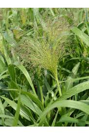 An excellent cut flower filler for bouquets. Ornamental Grass Seeds Floral Landscape Varieties Redemption Seeds
