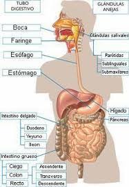 Resultado De Imagen Para El Sistema Digestivo Y Sus Partes Foto Bts World Information