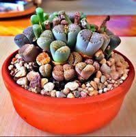 Earth coupon will help you save an average of $15. 3 Stecklinge 4 Bleistift Succulent Kaktus Euphorbia Tirucalli Grun Rot Ebay