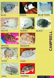 Hamster Cute Image Hamster Breeds Dwarf Hamster Care