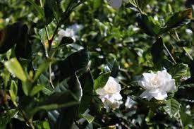 Maybe you would like to learn more about one of these? Gardenia Augusta Florida Wholesale Plant Nursery Melbourne