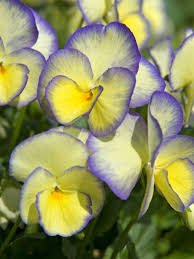 How to direct sow perennial flower seeds. Viola Etain Bluestone Perennials