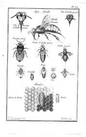 Bees And Honey 3 Free Vintage Illustrations Scientific Illustration Science Illustration Bee Art
