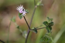 Image result for Elephantopus