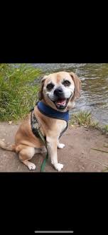 Toronto Pet Rescue/Adoption Experiences