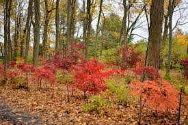 May 18, 2021 · the japanese red maple is a landscape tree popular for its small stature and delicate, colorful foliage. My Colorful Japanese Maple Grove The Martha Stewart Blog