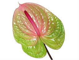 Anthurium Flower Bud Best Flower Wallpaper