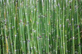 Bamboo strips are layered and pressed together. Horsertail Grass Is Look Like Bamboo And Can Use For Decoration Stock Photo Picture And Royalty Free Image Image 81523952