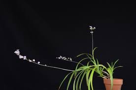 Image result for Polystachya dendrobiiflora