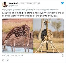 Check spelling or type a new query. Apparently Giraffes Have To Splay Their Legs Wide Apart In Order To Munch On Grass And The Video Of It Is Going Viral Bored Panda
