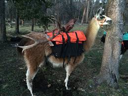 How much does a llama cost. Why Pack Llamas For Your Next Hunt Gohunt