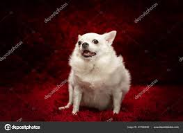 Image result for chihuahua big obesity