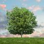 Profile Picture of Marilyn F. Lampman Obituary 2010 - Langeland Family Funeral Home (@langelands.com) on Google