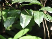 Image result for Landolphia kirkii