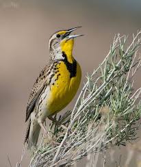 Birds Of Central Oregon The Western Meadowlark Chosen As Oregon S State Bird In 1927 By School Children In A Poll Sponsored By The Oregon Common Birds Birds Of America Beautiful Birds