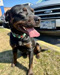 City of Buffalo Animal...