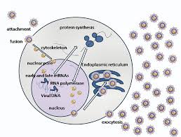 The colors a and b need not. Herpes Simplex Virus Wikipedia