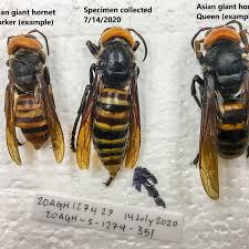 The hornets are worst in the league at allowing assists, giving up 28.3. First Murder Hornet To Be Captured In Washington Trap Found Komo
