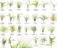But hang on, before you buy some of them, learn about some of the best types of air plants in this list. 690 Air Plants Ideas Air Plants Plants Tillandsia Air Plant