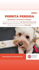 Perros Extraviados El Salvador