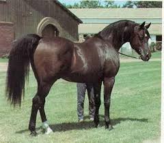 Photos Of The Legends To Enjoy The History Channel Arabian Beautiful Arabian Horses Horses Egyptian Arabian Horses
