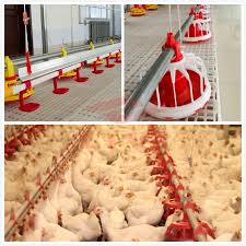 Automatic Broiler Chicken Feeding System for Poultry Breeding - Livi Poultry  Farming Equipment