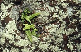 Image result for Blechnum punctulatum
