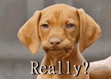 A cat fight that started out of nothing. Really Fat Dog Gifs Tenor