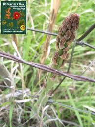 Image result for Asparagaceae