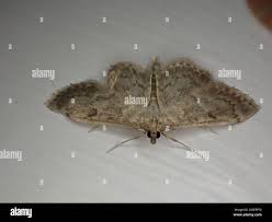 Image result for Anania perlucidalis