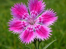 Image result for Caryophyllaceae