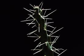Are they strong enough to pull them? Scientists Study Puncture Performance Of Cactus Spines Eurekalert Science News