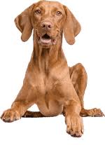 Hast du mal zu lange mit deiner fellnase geübt, können gähnen, sich kratzen, schütteln oder auch niesen anzeichen von stress sein. 33 Hunde Spiele Fur Drinnen Draussen Die Dein Hund Lieben Wird