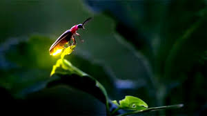 Its naturalistic future setting, modeled after traditional western movie motifs, presents an atypical science fiction backdrop for the narrative. This Is How A Firefly Light Up Its Butt To Attract A Partner