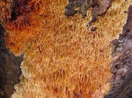 Image result for Pycnoporellus alboluteus