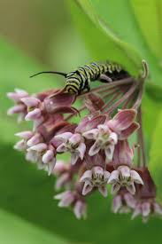 Syriaca is the most widespread and locally abundant species of the genus ( hartzler and buhler, 2000 ); Common Milkweed Annapolis Seeds Grown In Nova Scotia Canada